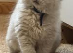 Ragdoll Kittens Profile