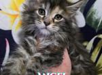 Angel The Lilo & Stitch Litter Profile
