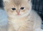 kittens Profile