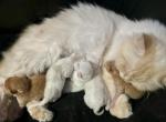 Spring kittens Profile
