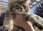 King Huge Barbos Mix Maine Coon & Ragdoll Profile
