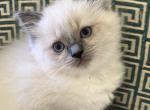 Purebred Ragdoll F1 Profile