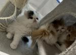 Exotic Persian kitten Profile