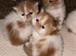 Persian babies Profile