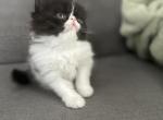 C f a black bicolor male persian kitten Profile