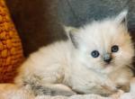 Ragdolls Profile
