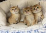Kittens Profile