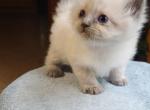 Mimi Profile