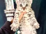 Savannah F2  Polydactyl male Profile