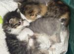 Ruby Anne Litter Profile