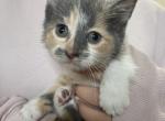 Elara Profile