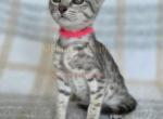 SBT Savannah Pink Profile
