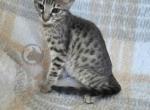 SBT savannah Purple Profile