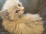 Spring Kittens Profile