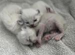 Mistys litter Profile