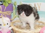 Show Quality Black and White Bi Color male Profile