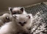 Himalayan kittens Profile