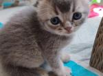 Scottish Folds Profile
