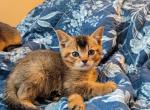 Abyssinian kittens Profile
