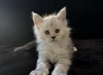 Dobrynya Profile