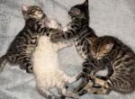 Bengal Kittens Profile