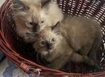 Ragdoll babies Profile