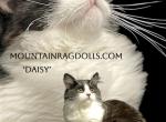 Mountain Ragdolls Profile