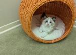 TICA Bicolor Ragdoll Kittens Profile