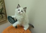 TICA Bicolor Ragdoll Kitten Profile