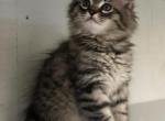 King Huge Barbos Mix Maine Coon & Ragdoll Profile