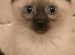 siamese kittens Profile