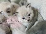 Spice litter Profile