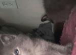 Beautiful Siamese kittens Profile