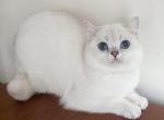 British Shorthair blue eyed boy Profile