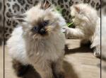 Ragdoll Male Kitten Profile