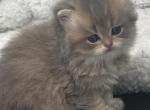 british kittens Profile