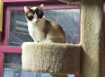 Sheba Profile