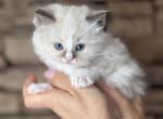 Female Ragdoll Kitten Profile