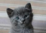 Russian Blue Kittens Profile