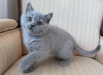 British Shorthair Lilac Male Profile