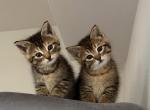 Cute litter of kittens Profile