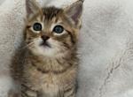 Cute kitty Profile
