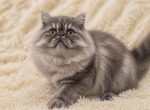 Sapphire's silver chocolate boy Profile