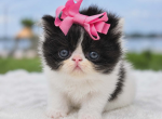 Sugar's girl Profile