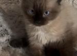 Stan choc Profile