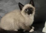 Beautiful Siamese kitty Profile