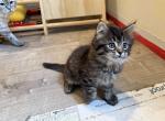 Duchess litter Profile