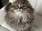 Doom Scottish Fold Profile