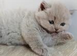 PURE BREED BRITISH SHORTHAIR KITTENS Profile