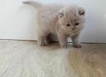 PURE BREED BRITISH SHORTHAIR KITTENS BOY Profile